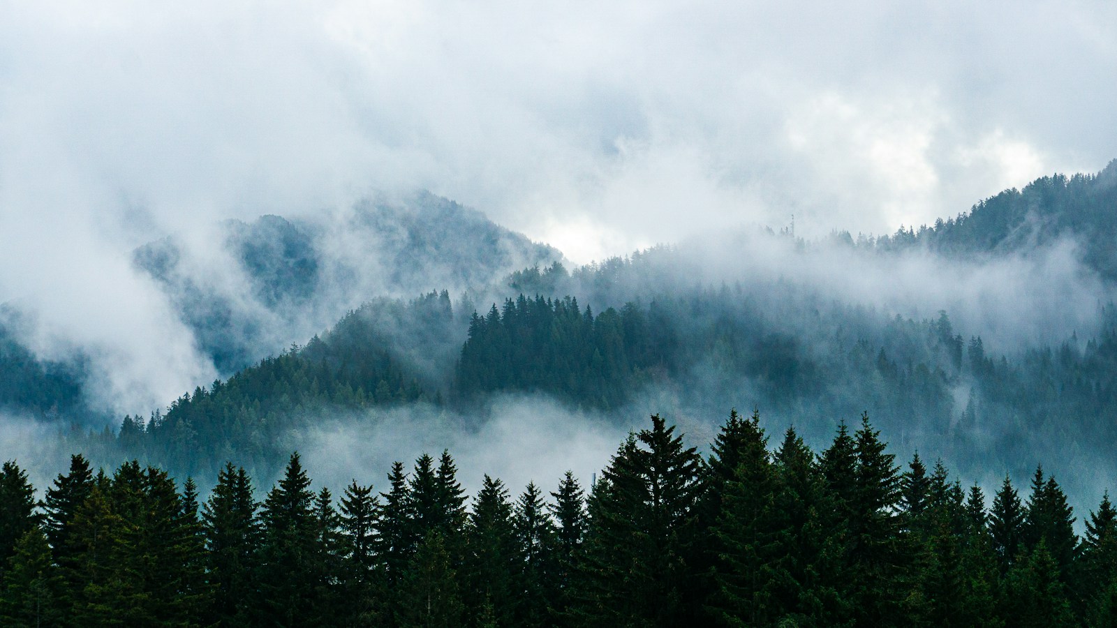 Evergreen trees fading gently into the mist